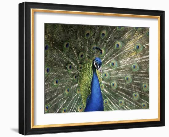 Peacock, Buchlovice, South Moravia, Czech Republic-Upperhall-Framed Photographic Print