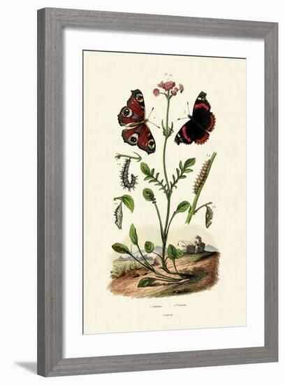 Peacock Butterfly, 1833-39-null-Framed Giclee Print