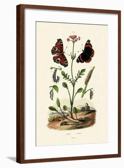 Peacock Butterfly, 1833-39-null-Framed Giclee Print