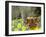Peacock Butterfly (Inachis Io) on Wild Daffodil (Narcissus Pseudonarcissus), Wiltshire, England-Nick Upton-Framed Photographic Print