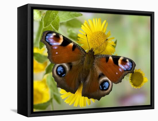 Peacock Butterfly on Fleabane Flowers, Hertfordshire, England, UK-Andy Sands-Framed Premier Image Canvas