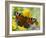 Peacock Butterfly on Fleabane Flowers, Hertfordshire, England, UK-Andy Sands-Framed Photographic Print