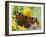 Peacock Butterfly on Fleabane Flowers, Hertfordshire, England, UK-Andy Sands-Framed Photographic Print