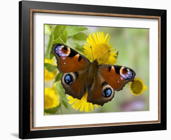 Peacock Butterfly on Fleabane Flowers, Hertfordshire, England, UK-Andy Sands-Framed Photographic Print