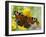 Peacock Butterfly on Fleabane Flowers, Hertfordshire, England, UK-Andy Sands-Framed Photographic Print