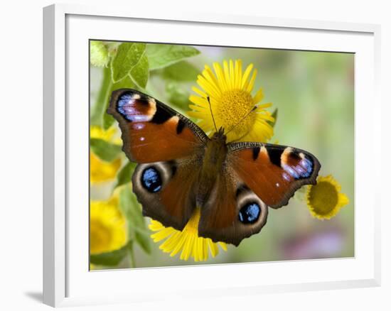 Peacock Butterfly on Fleabane Flowers, Hertfordshire, England, UK-Andy Sands-Framed Photographic Print