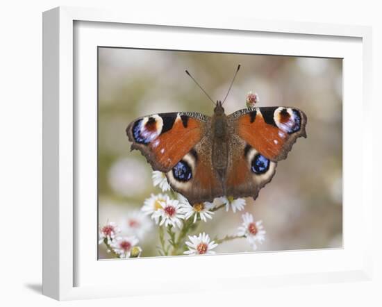 Peacock Butterfly, Resting on Garden Flowers, Wallington Hall Garden, Northumberland, England, UK-Toon Ann & Steve-Framed Photographic Print