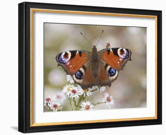 Peacock Butterfly, Resting on Garden Flowers, Wallington Hall Garden, Northumberland, England, UK-Toon Ann & Steve-Framed Photographic Print