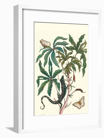 Peacock Butterfly with a Lizard-Maria Sibylla Merian-Framed Art Print