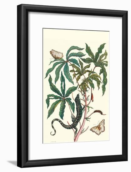 Peacock Butterfly with a Lizard-Maria Sibylla Merian-Framed Art Print