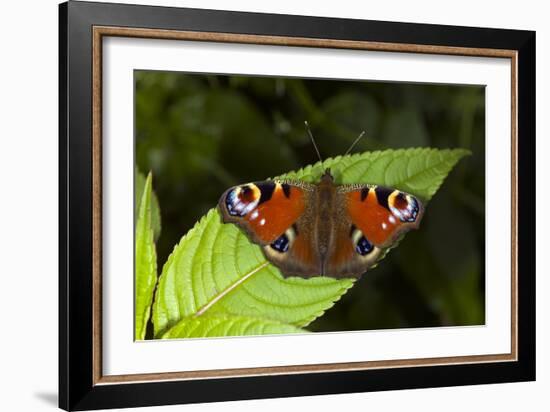 Peacock Butterfly-Dr. Keith Wheeler-Framed Photographic Print