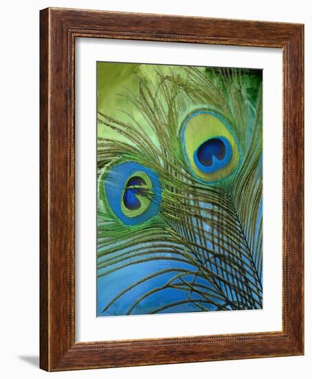 Peacock Candy I-null-Framed Giclee Print