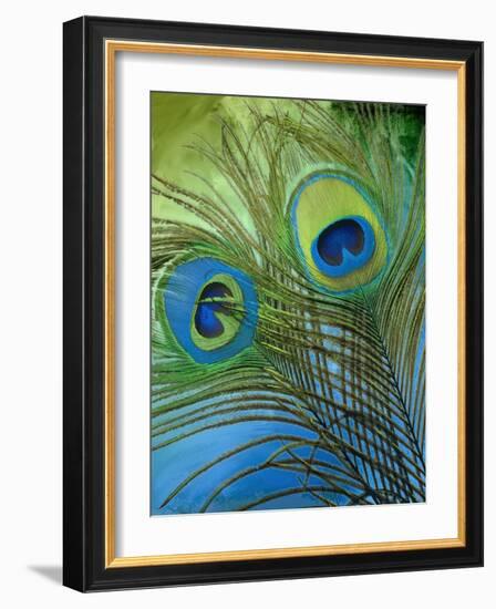 Peacock Candy I-null-Framed Giclee Print