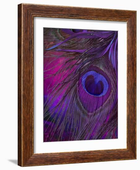 Peacock Candy IV-null-Framed Giclee Print