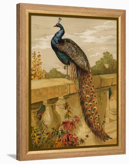 Peacock (Chromolitho)-Harrison William Weir-Framed Premier Image Canvas