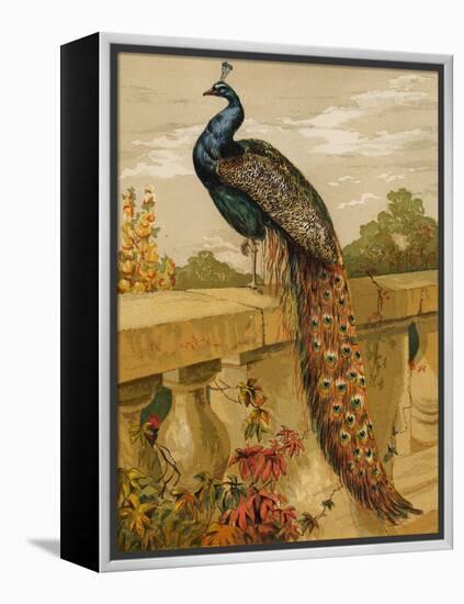 Peacock (Chromolitho)-Harrison William Weir-Framed Premier Image Canvas