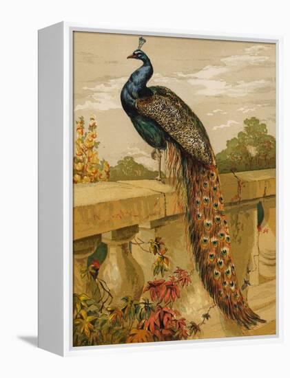 Peacock (Chromolitho)-Harrison William Weir-Framed Premier Image Canvas