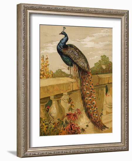 Peacock (Chromolitho)-Harrison William Weir-Framed Giclee Print