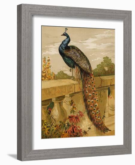 Peacock (Chromolitho)-Harrison William Weir-Framed Giclee Print