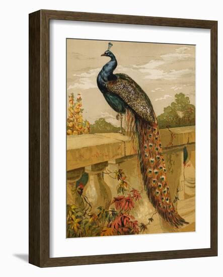 Peacock (Chromolitho)-Harrison William Weir-Framed Giclee Print