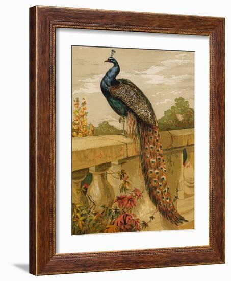 Peacock (Chromolitho)-Harrison William Weir-Framed Giclee Print