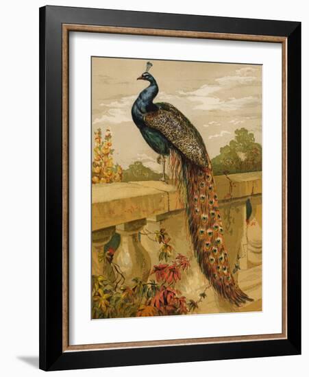 Peacock (Chromolitho)-Harrison William Weir-Framed Giclee Print