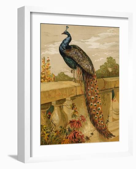 Peacock (Chromolitho)-Harrison William Weir-Framed Giclee Print