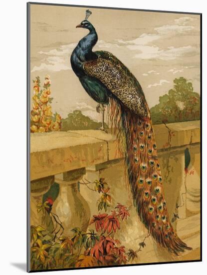 Peacock (Chromolitho)-Harrison William Weir-Mounted Giclee Print