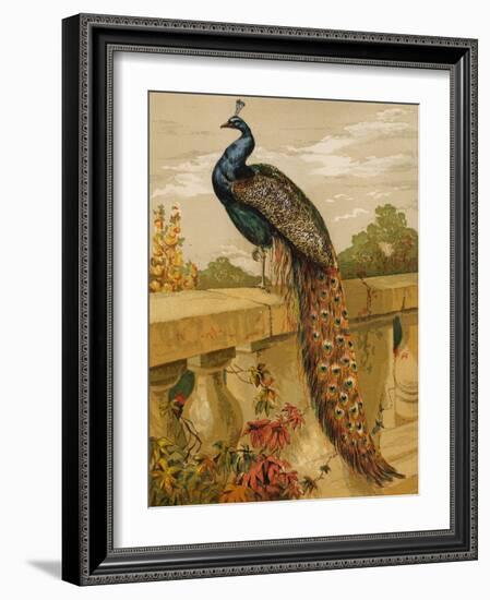 Peacock (Chromolitho)-Harrison William Weir-Framed Giclee Print