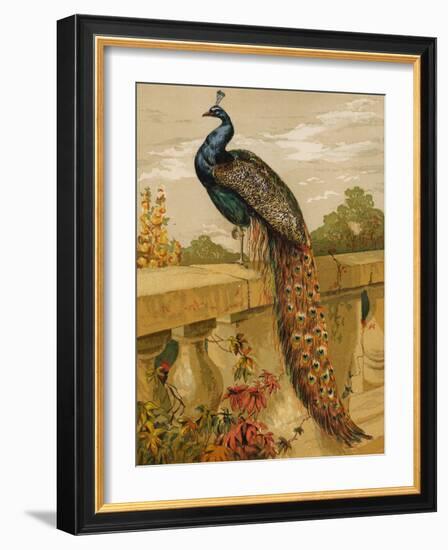 Peacock (Chromolitho)-Harrison William Weir-Framed Giclee Print