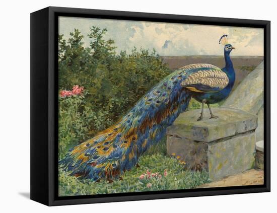 Peacock (Chromolitho)-Charles Collins-Framed Premier Image Canvas