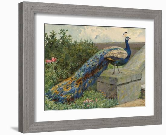 Peacock (Chromolitho)-Charles Collins-Framed Giclee Print