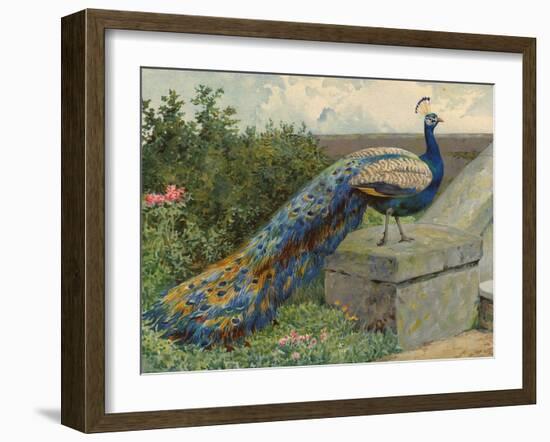 Peacock (Chromolitho)-Charles Collins-Framed Giclee Print