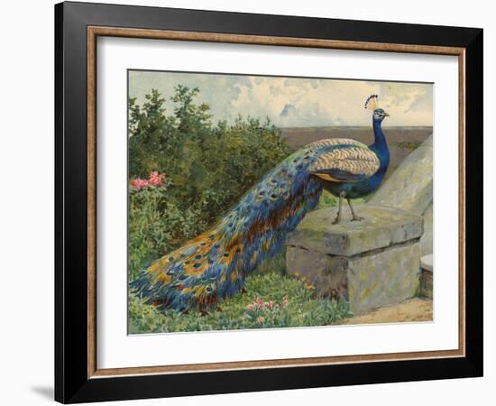 Peacock (Chromolitho)-Charles Collins-Framed Giclee Print