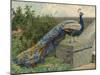 Peacock (Chromolitho)-Charles Collins-Mounted Giclee Print
