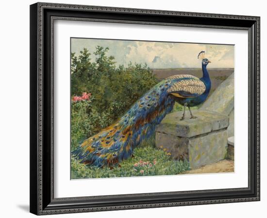 Peacock (Chromolitho)-Charles Collins-Framed Giclee Print