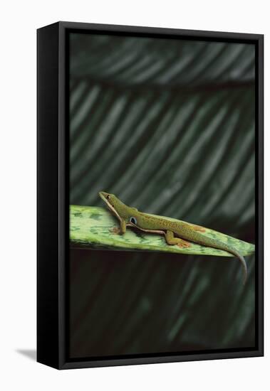 Peacock Day Gecko-DLILLC-Framed Premier Image Canvas