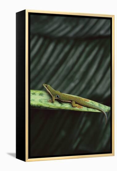 Peacock Day Gecko-DLILLC-Framed Premier Image Canvas