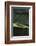 Peacock Day Gecko-DLILLC-Framed Photographic Print