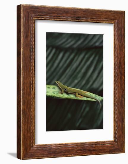 Peacock Day Gecko-DLILLC-Framed Photographic Print