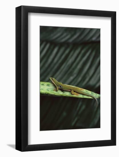Peacock Day Gecko-DLILLC-Framed Photographic Print
