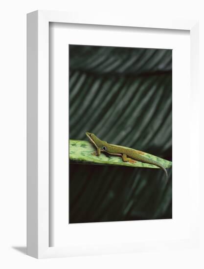 Peacock Day Gecko-DLILLC-Framed Photographic Print