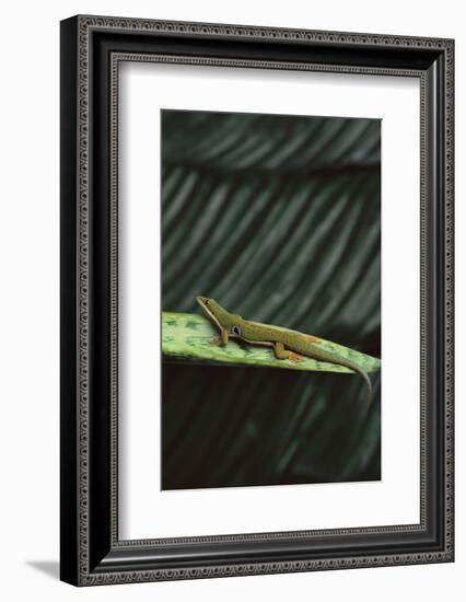 Peacock Day Gecko-DLILLC-Framed Photographic Print