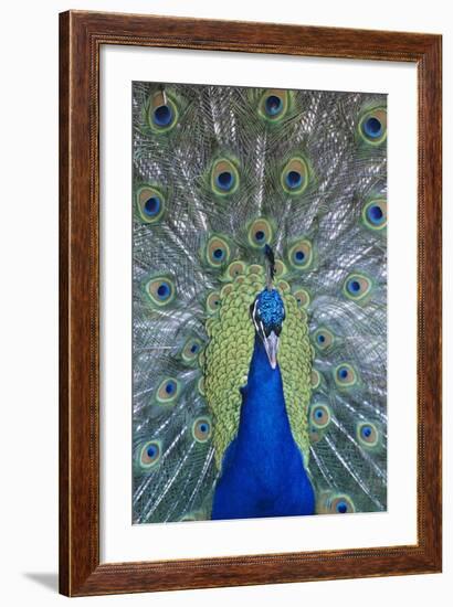 Peacock Displaying Feathers, Close-Up-null-Framed Photo
