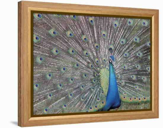 Peacock Displaying Feathers, Venezuela-Stuart Westmoreland-Framed Premier Image Canvas