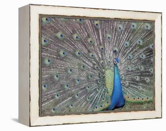 Peacock Displaying Feathers, Venezuela-Stuart Westmoreland-Framed Premier Image Canvas