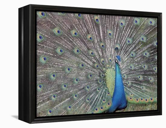 Peacock Displaying Feathers, Venezuela-Stuart Westmoreland-Framed Premier Image Canvas