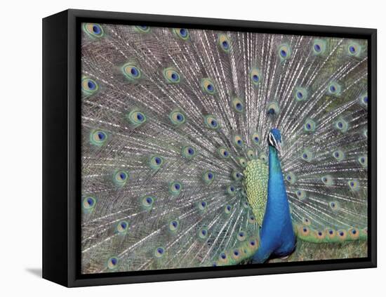 Peacock Displaying Feathers, Venezuela-Stuart Westmoreland-Framed Premier Image Canvas