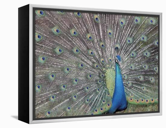 Peacock Displaying Feathers, Venezuela-Stuart Westmoreland-Framed Premier Image Canvas