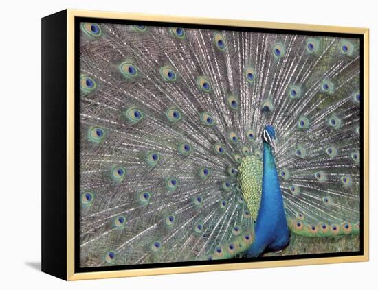 Peacock Displaying Feathers, Venezuela-Stuart Westmoreland-Framed Premier Image Canvas